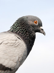 Pigeon close up