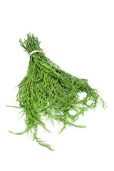 Fresh Climbing wattle isolated on white background