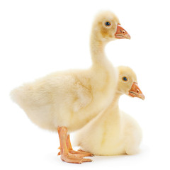 Two young goose © Leonid Nyshko