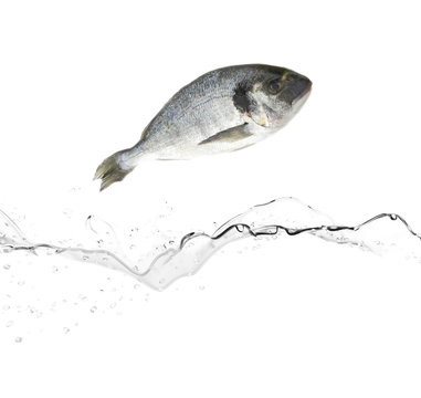 Sea bream fish jumping from water