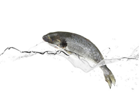 Sea bass fish jumping from water