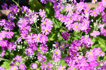 Obraz premium flowers of Primula