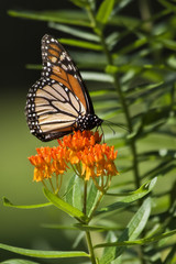 Monarch Butterfly Feeding on Orange Milkweed