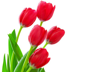 Rote Tulpen.