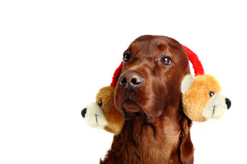 Irish Red Setter dog in the hat 