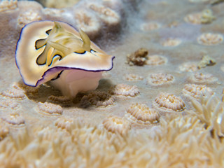 Nudibranch on coral