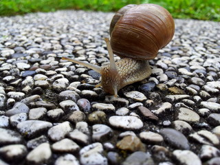 Schnecke