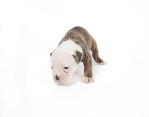 Bulldog pups playing on white background
