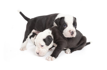 Bulldog pups playing on white background