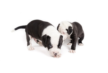 Bulldog pups playing on white background