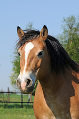 Obraz premium Kaltblut