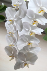 Obraz na płótnie Canvas orkide12