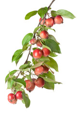 Wild red apples on a branch - 50571465