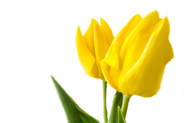 Naklejka premium yellow tulips