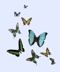 Different Butterflies