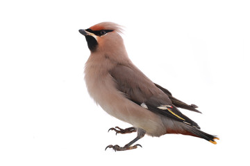 Bohemian Waxwing
