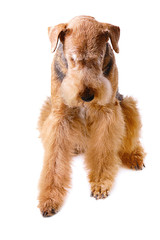 dog Airedale