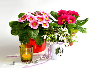 Frühblüher im Blumentopf