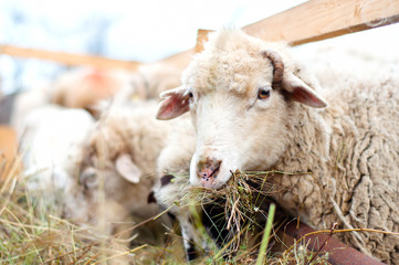 Naklejka na ściany i meble Owce jedzenia trawy i siana w wiejskim gospodarstwie