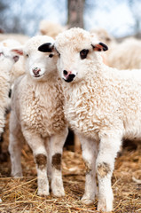 Cute young lambs eating grass and smiling to camera