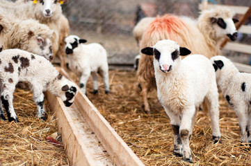 Young lambs playing and eating around at local, rural farm