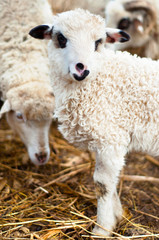 young lamb eating grass and hay with the flock