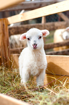 Very young lamb, eating grass and staring at camera