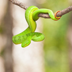 Ekiiwhagahmg snakes  snakes green  in the forests of Thailand