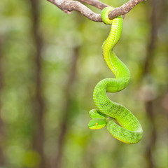 Ekiiwhagahmg snakes  snakes green  in the forests of Thailand