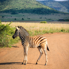 Fototapeta na wymiar Lone Zebra ¼rebię w polnej drodze