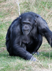 Chimpanzee alert