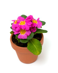 pink primula flower in a clay pot