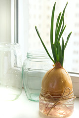 Sprouting onions