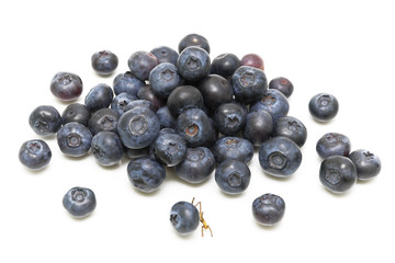 blueberries. Top view.