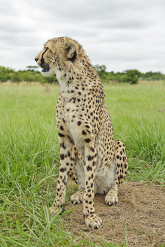 Guepardo