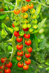 Fresh and organic cherry tomatoes in the garden