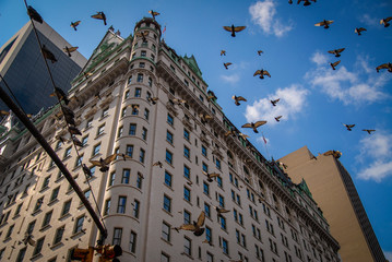 Doves in New York