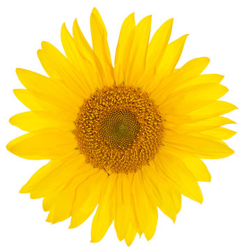 Nahaufnahme Sonnenblume