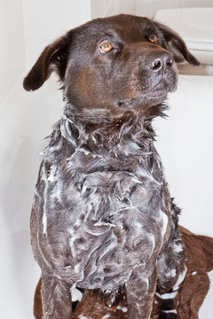Hund in der Badewanne