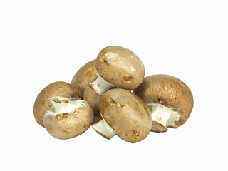 isolated brown edible mushroom