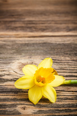 Yellow jonquil flower