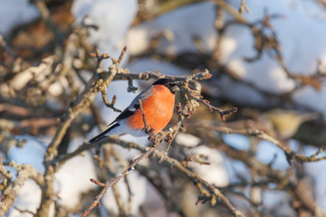 Bird  on tree branches.