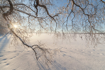 Fototapeta na wymiar W stan drzew na brzegu jeziora. Zimowy