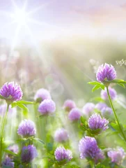 Photo sur Plexiglas Printemps Fond naturel de printemps d& 39 art, fleurs de trèfle sauvage