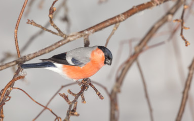 Bird  on tree branches.