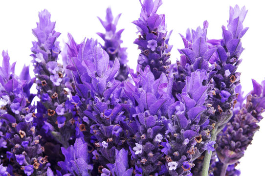 Fototapeta lavender