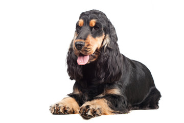 Portrait of a purebred english cocker spaniel isolated on white