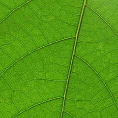 Fototapeta na wymiar ¯eberka liści roślin tła