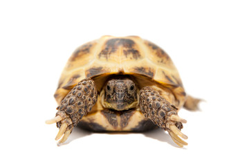 Russian Tortoise or Central Asian tortoise