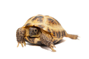 Russian Tortoise or Central Asian tortoise